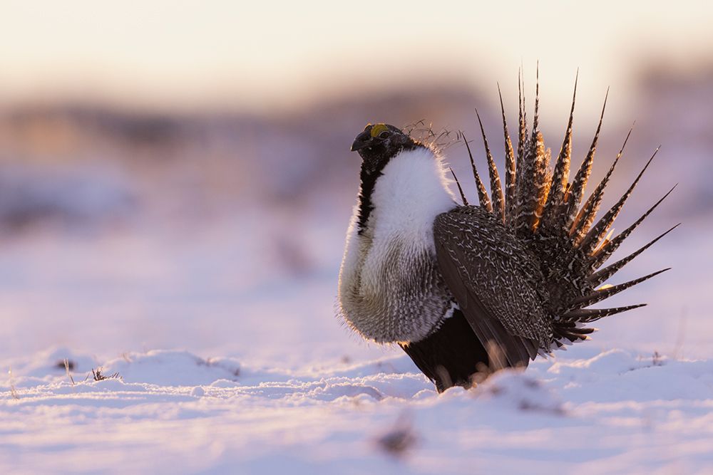 Greater sage grouse-dawn dance